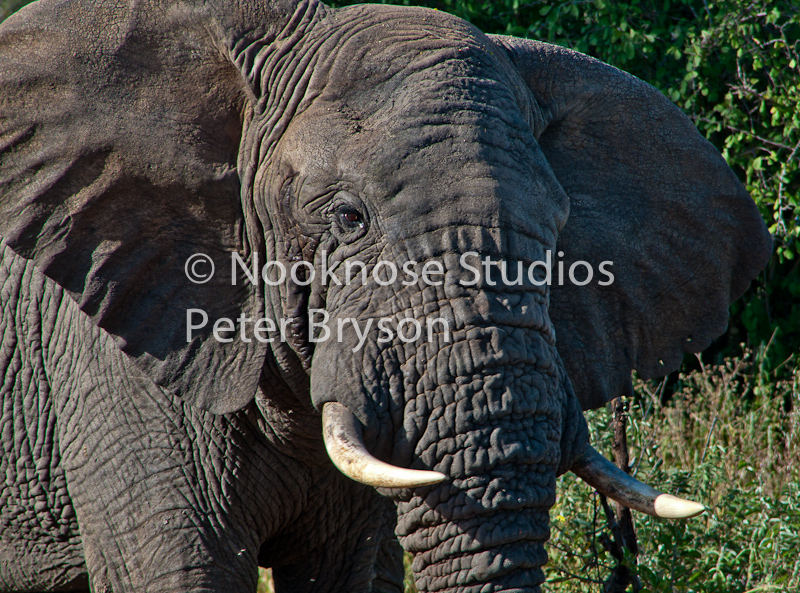 African Elephants  03